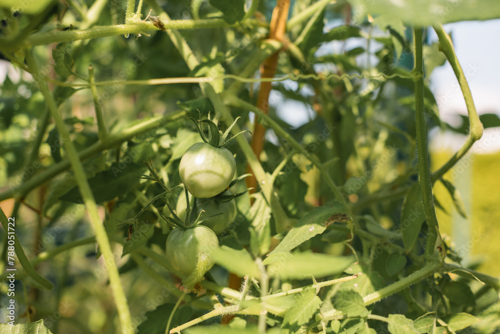 Close-up of green tomatoes ripening on a tomato plant in a garden, Belarus Close-up of green tomatoes ripening on a tomato plant in a garden, Belarus