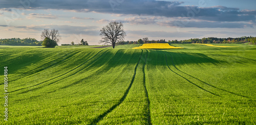 Panorama of a green ecological field in the countryside with an oak tree. photo