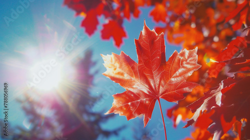 Autumn maple leaves on bokeh background with copyspace