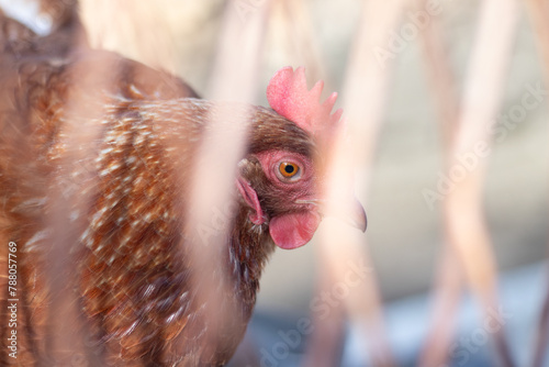 Domestic chicken with brown and white feathers running around the yard in the free range. Organic chickens. Homegrown eggs. Funny expression