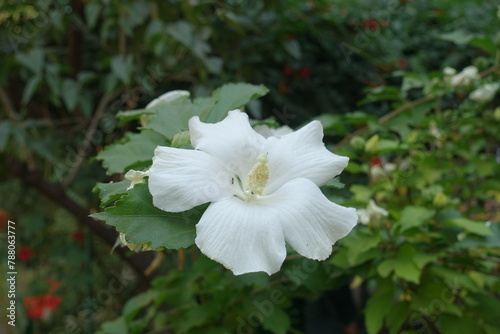 1 pure white flower of Hibiscus syriacus in mid September