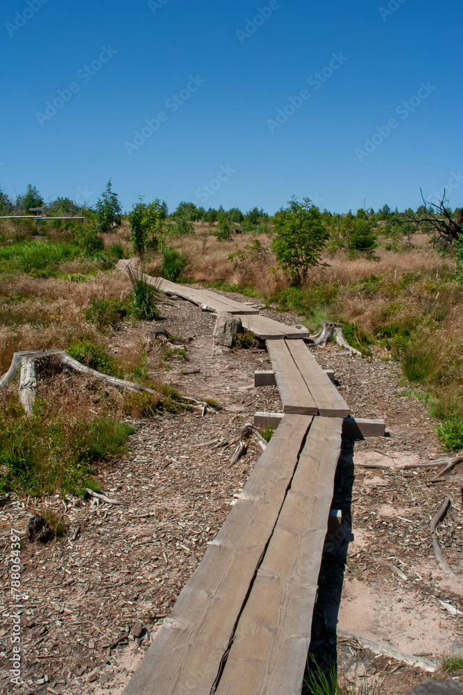 Laufsteg, Steg am Lotharpfad an der B500 .Landschaft nach dem Sturm Lothar im Jahr 1999. Zwischen Röschenschanze und Schliffkopf oberhalb des Kniebis. Laufsteg, Steg am Lotharpfad an der B500 .Landschaft nach dem Sturm Lothar im Jahr 1999. Zwischen Röschenschanze und Schliffkopf oberhalb des Kniebis.