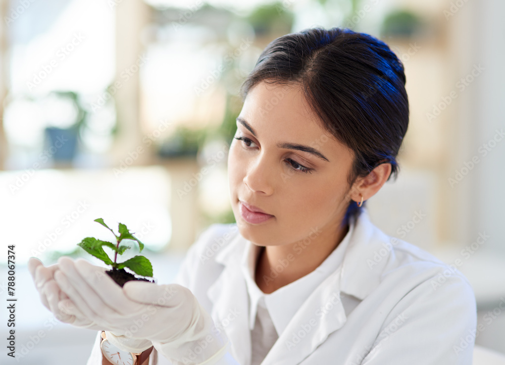 Naklejka premium Scientist, woman and natural plant for research, innovation or botany in medical laboratory. Science professional, organic and experiment with leaf soil for ecology, sustainability and eco friendly