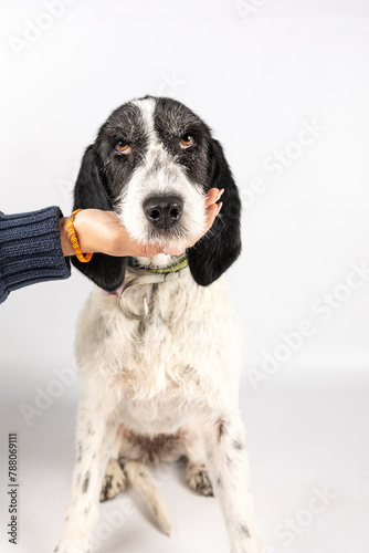 Portrait of a dog posing for adoption