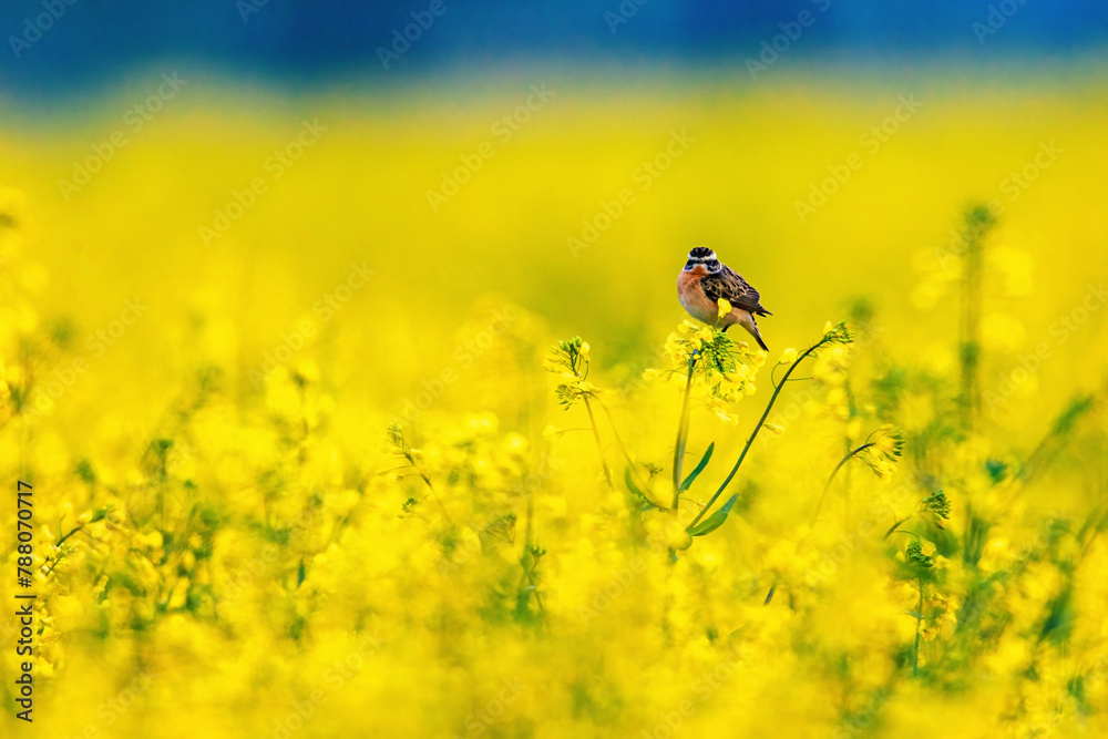 A whinchat in a yellow Canola field A whinchat in a yellow Canola field