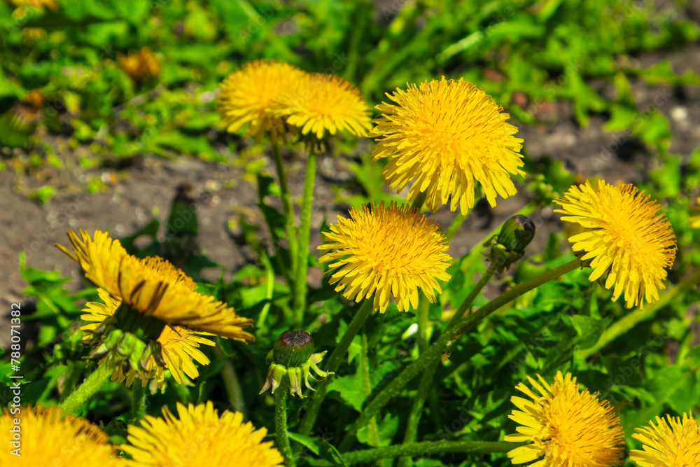 Beautiful yellow dandelions in a spring park