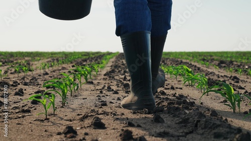 Farmer in boots walks through agricultural field. Legs feets of man in rubber boots walk along cornfield among sprouts. Agricultural business, farmer watching crop, walking along beds with bucket.