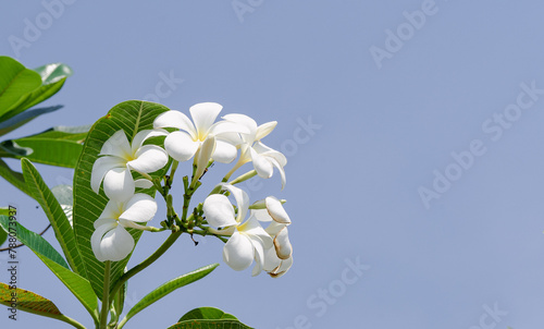 White Frangipani Flowers Against Clear Blue Sky. © InfinitePhoto
