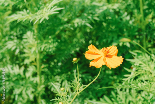 Solitary Orange Cosmos Flower in Lush Greenery. © InfinitePhoto