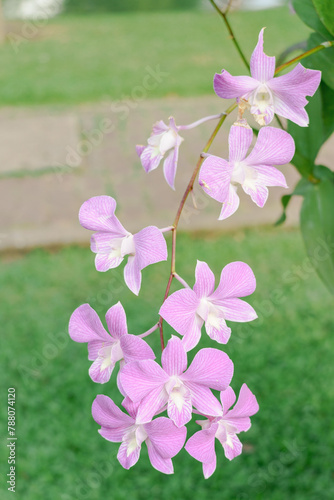 Elegant Pink Orchid Cluster in Soft Daylight. © InfinitePhoto