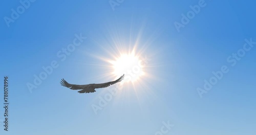 Bird flying in sky. Hawk or eagle in front of the midday sun. Bird soaring in the clear sky