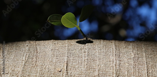 Il risveglio della natura.Germoglio su un tronco di ficus.  photo