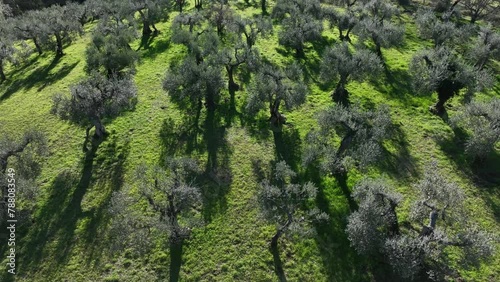 Ulivo, pianta rigoglisa delle olive.
Coltivazione di olive. Gli alberi e i rami. Italia. photo