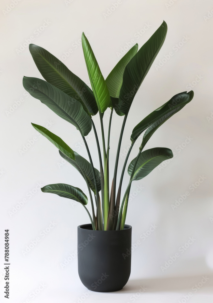 Home, plant and leaf or nature studio, decorative and foliage or horticulture for growth. Eco friendly, environment and greenery for indoor vegetation and botany, white background for garden Home, plant and leaf or nature studio, decorative and foliage or horticulture for growth. Eco friendly, environment and greenery for indoor vegetation and botany, white background for garden