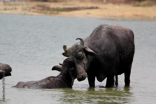 close up shot of buffalo italian buffalo and indian buffalo at water lake 