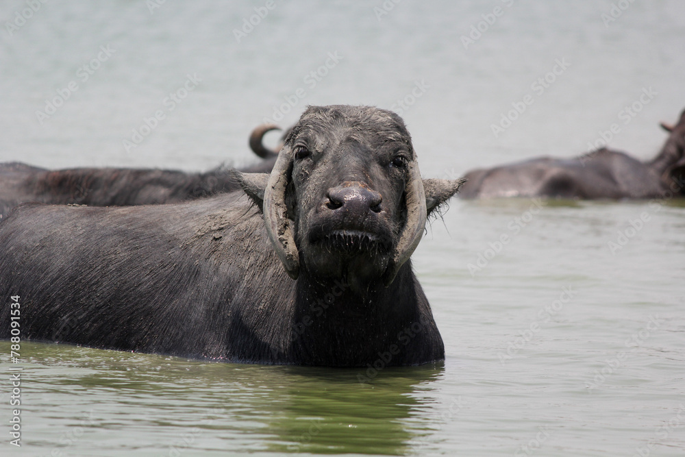 close up shot of buffalo italian buffalo and indian buffalo at water lake close up shot of buffalo italian buffalo and indian buffalo at water lake