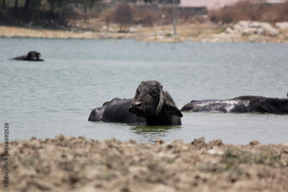 Fototapeta premium close up shot of buffalo italian buffalo and indian buffalo at water lake 