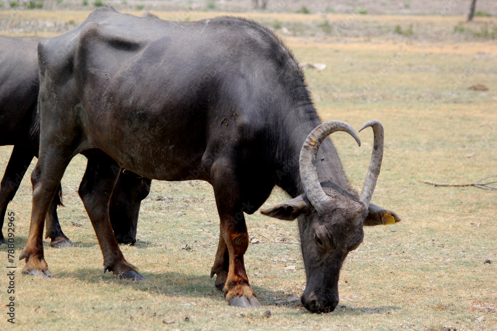 Fototapeta premium close up shot of buffalo italian buffalo and indian buffalo at water lake 