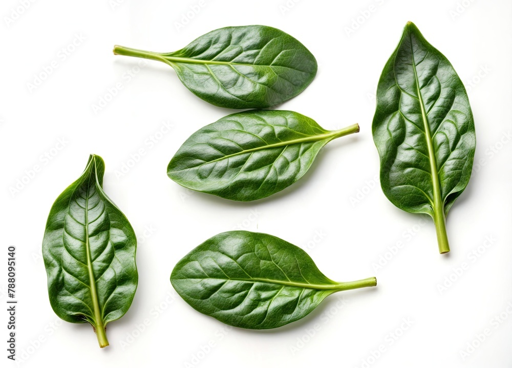 Floating Spinach Leaves on a White Background Floating Spinach Leaves on a White Background