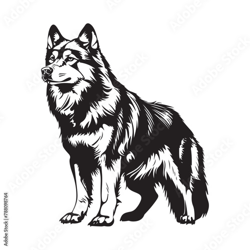 Siberian husky dog on white background, Siberian husky dog isolated on white