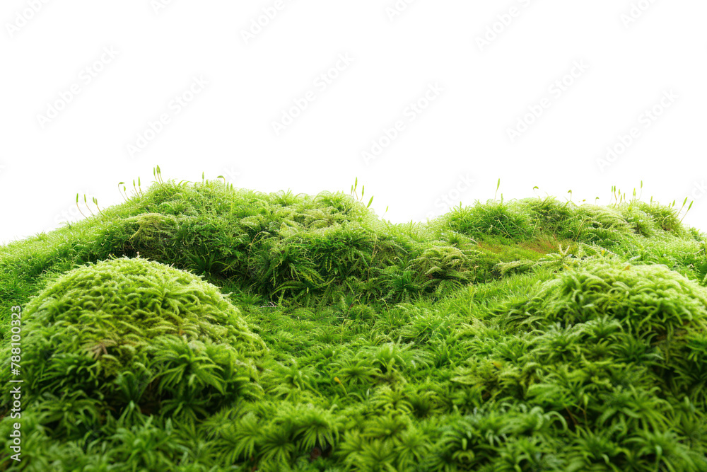 Group of various green grass species
isolated on white background Group of various green grass species
isolated on white background