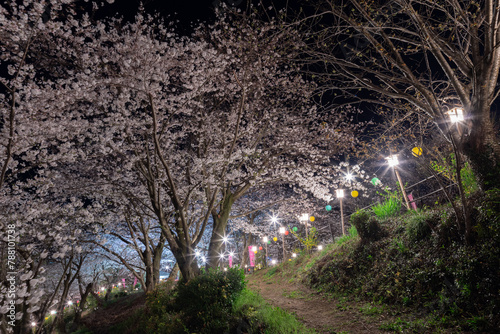 満開の桜のライトアップ