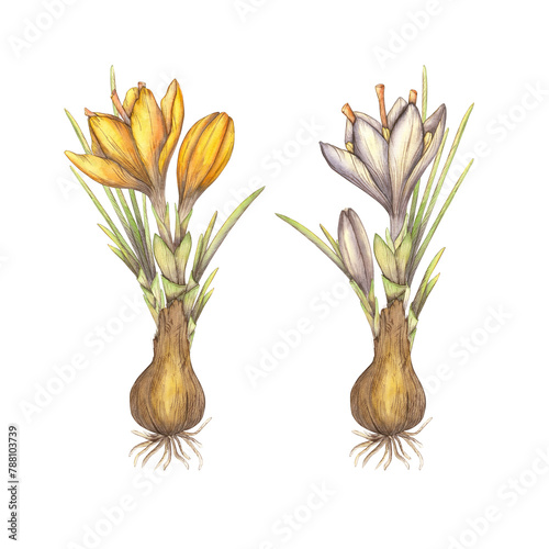 Watercolor primroses with bulbs, orange and purple crocuses. Illustration of a saffron flower, a clipart on a white background. Spices, fragrance, fragrance, paints, pigment. Template for the design
