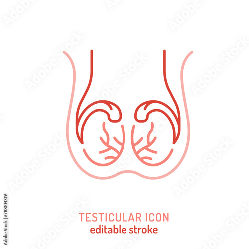 Testicles outline icon. Medical linear pictogram. Testis linear sign.