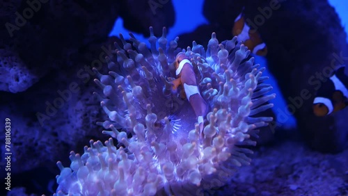 Sea anemone in fish tank.