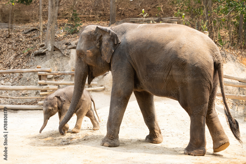 Fototapeta premium Two elephants walking together outdoor. big and small mother and her baby elephant playing