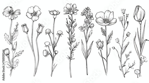 Outlined contoured flowers set vintage botanical draw