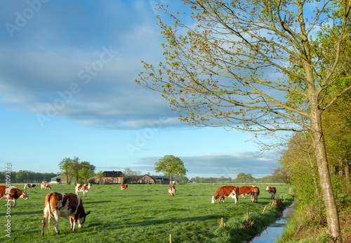 cows in green grassy spring meadow in warm early morning sunlight with farm in the background