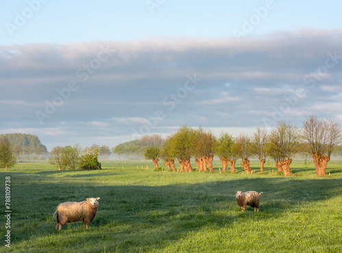 sheep in early morning meadow with willow trees near utrecht in the netherlands