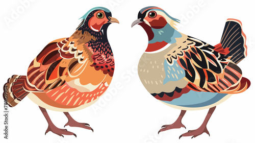 Pair of quails isolated on white background. Adorable