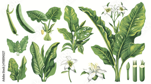 Plantain medical botanical isolated illustration #788114327