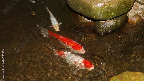 Colorful koi fish in the clear and clean water