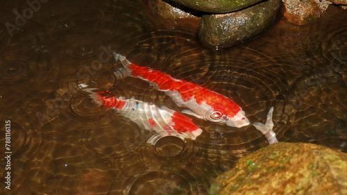 Colorful koi fish in the clear and clean water