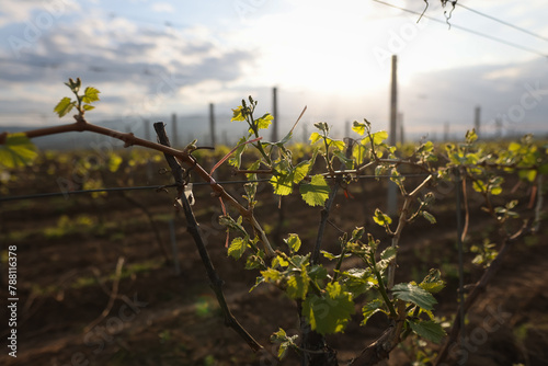 Details at dusk with young grape vine in a vineyard in April.