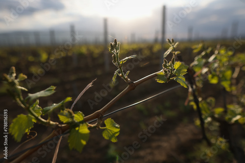 Details at dusk with young grape vine in a vineyard in April.