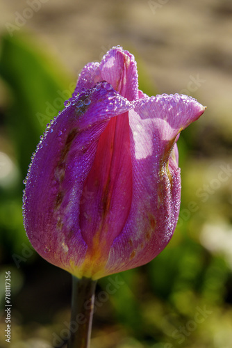 purple tulip with dew drops