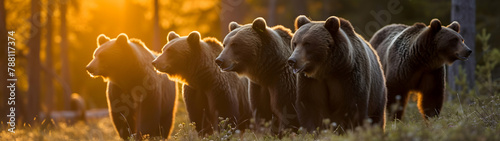 Grizzly bear family walking towards the camera in the forest with setting sun. Group of wild animals in nature. Horizontal, banner. © linda_vostrovska