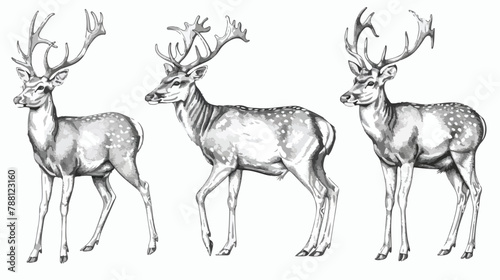 Set of Four drawings of deer in various poses  grazi photo