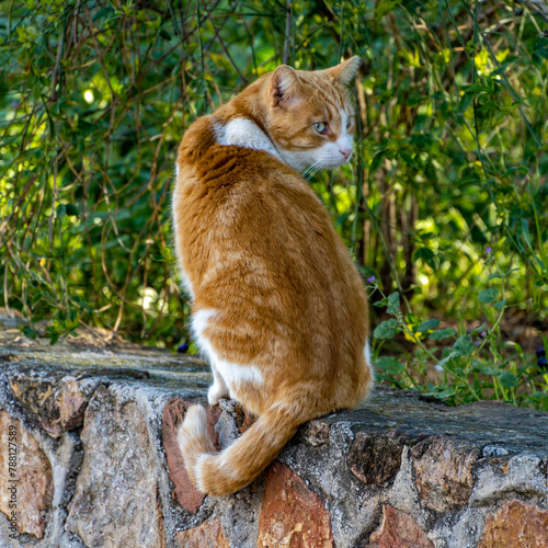 A cinnamon and white cute stray cat on a stone fence with a green meadow background.