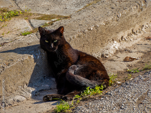 A truly relaxed stray black cat enjoys the warm sun laying on the sidewalk..
