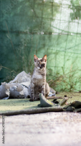 Gato salvaje mirando a cámara