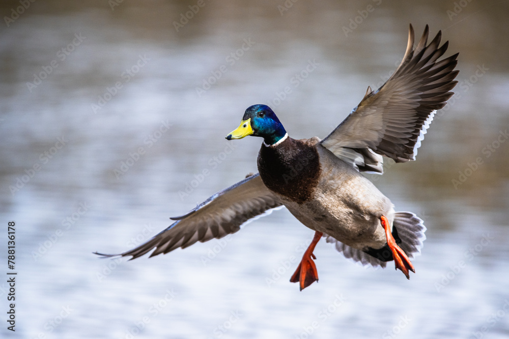 Male of Mallard, Anas platyrhynchos, bird in flight over spring lake Male of Mallard, Anas platyrhynchos, bird in flight over spring lake