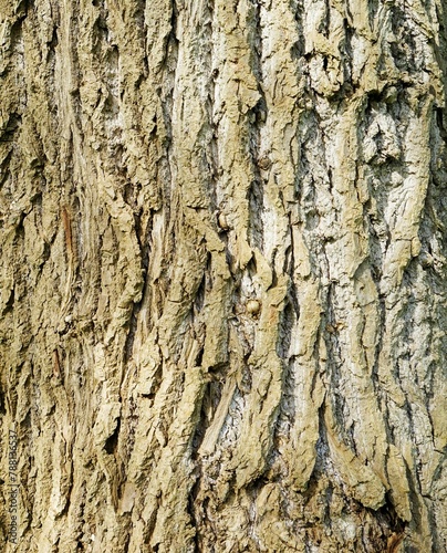 Bark of the quaking aspen