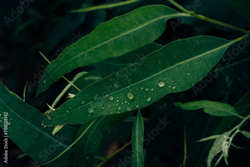 Eucalyptus leaves. branch eucalyptus tree nature background © Ammak