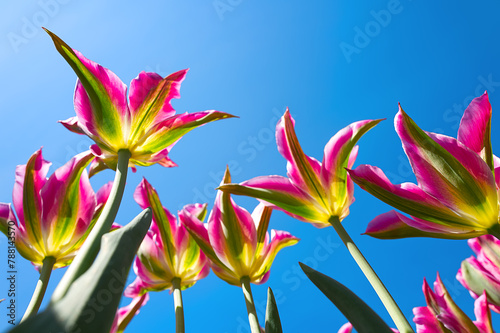 Close up of Tulips Fly away in pink color photo