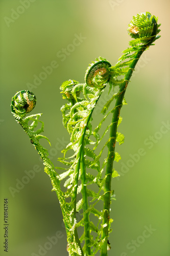 Fern, flowerless plant which has feathery or leafy fronds photo